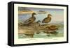 Hawaiian Duck and Oustalet's Gray Duck-Allan Brooks-Framed Stretched Canvas