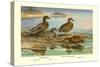 Hawaiian Duck and Oustalet's Gray Duck-Allan Brooks-Stretched Canvas