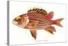 Hawaiian Fish, Alaihi-null-Stretched Canvas