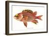 Hawaiian Fish, Alaihi-null-Framed Art Print