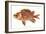 Hawaiian Fish, Alaihi-null-Framed Art Print