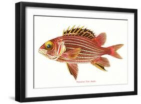 Hawaiian Fish, Alaihi-null-Framed Art Print