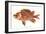 Hawaiian Fish, Alaihi-null-Framed Art Print