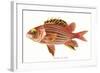 Hawaiian Fish, Alaihi-null-Framed Art Print