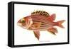 Hawaiian Fish, Alaihi-null-Framed Stretched Canvas