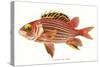 Hawaiian Fish, Alaihi-null-Stretched Canvas
