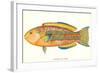 Hawaiian Fish, Awela-null-Framed Art Print