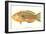 Hawaiian Fish, Awela-null-Framed Art Print