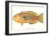 Hawaiian Fish, Awela-null-Framed Art Print