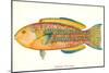 Hawaiian Fish, Awela-null-Mounted Art Print