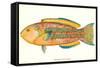 Hawaiian Fish, Awela-null-Framed Stretched Canvas