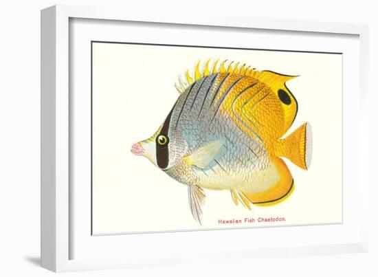 Hawaiian Fish, Chaetodon-null-Framed Art Print