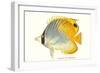 Hawaiian Fish, Chaetodon-null-Framed Art Print