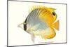 Hawaiian Fish, Chaetodon-null-Mounted Art Print