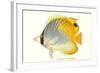 Hawaiian Fish, Chaetodon-null-Framed Art Print