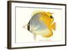 Hawaiian Fish, Chaetodon-null-Framed Art Print