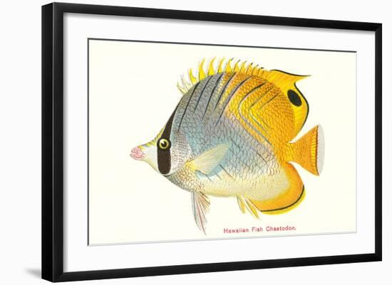 Hawaiian Fish, Chaetodon-null-Framed Art Print