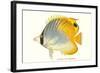 Hawaiian Fish, Chaetodon-null-Framed Art Print