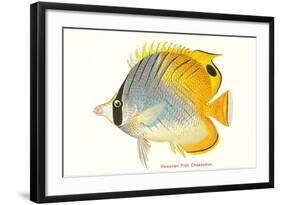 Hawaiian Fish, Chaetodon-null-Framed Art Print