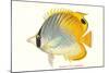 Hawaiian Fish, Chaetodon-null-Mounted Art Print