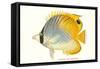 Hawaiian Fish, Chaetodon-null-Framed Stretched Canvas