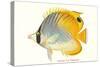 Hawaiian Fish, Chaetodon-null-Stretched Canvas