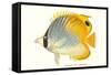 Hawaiian Fish, Chaetodon-null-Framed Stretched Canvas