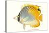 Hawaiian Fish, Chaetodon-null-Stretched Canvas