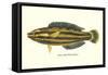 Hawaiian Fish, Hilu-null-Framed Stretched Canvas