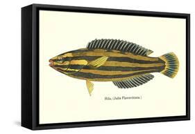 Hawaiian Fish, Hilu-null-Framed Stretched Canvas