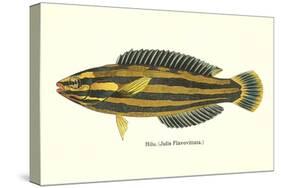 Hawaiian Fish, Hilu-null-Stretched Canvas