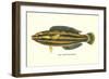 Hawaiian Fish, Hilu-null-Framed Art Print