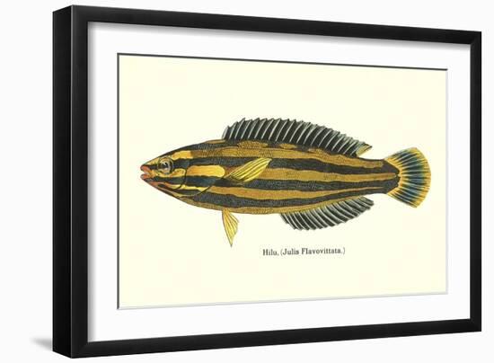 Hawaiian Fish, Hilu-null-Framed Art Print