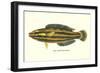 Hawaiian Fish, Hilu-null-Framed Art Print