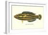 Hawaiian Fish, Hilu-null-Framed Art Print