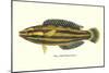 Hawaiian Fish, Hilu-null-Mounted Art Print