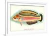 Hawaiian Fish, Julis Eydouxi-null-Framed Premium Giclee Print