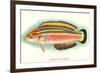 Hawaiian Fish, Julis Eydouxi-null-Framed Premium Giclee Print