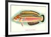 Hawaiian Fish, Julis Eydouxi-null-Framed Premium Giclee Print