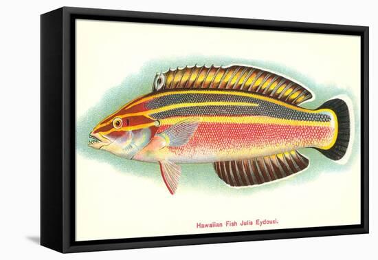 Hawaiian Fish, Julis Eydouxi-null-Framed Stretched Canvas