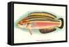 Hawaiian Fish, Julis Eydouxi-null-Framed Stretched Canvas