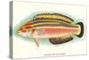 Hawaiian Fish, Julis Eydouxi-null-Stretched Canvas