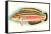 Hawaiian Fish, Julis Eydouxi-null-Framed Stretched Canvas