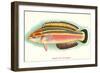 Hawaiian Fish, Julis Eydouxi-null-Framed Art Print