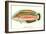 Hawaiian Fish, Julis Eydouxi-null-Framed Art Print