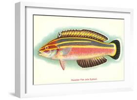 Hawaiian Fish, Julis Eydouxi-null-Framed Art Print