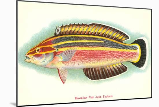 Hawaiian Fish, Julis Eydouxi-null-Mounted Art Print