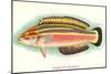 Hawaiian Fish, Julis Eydouxi-null-Mounted Art Print