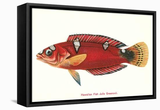 Hawaiian Fish Julis Greenovii-null-Framed Stretched Canvas