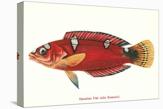 Hawaiian Fish Julis Greenovii-null-Stretched Canvas